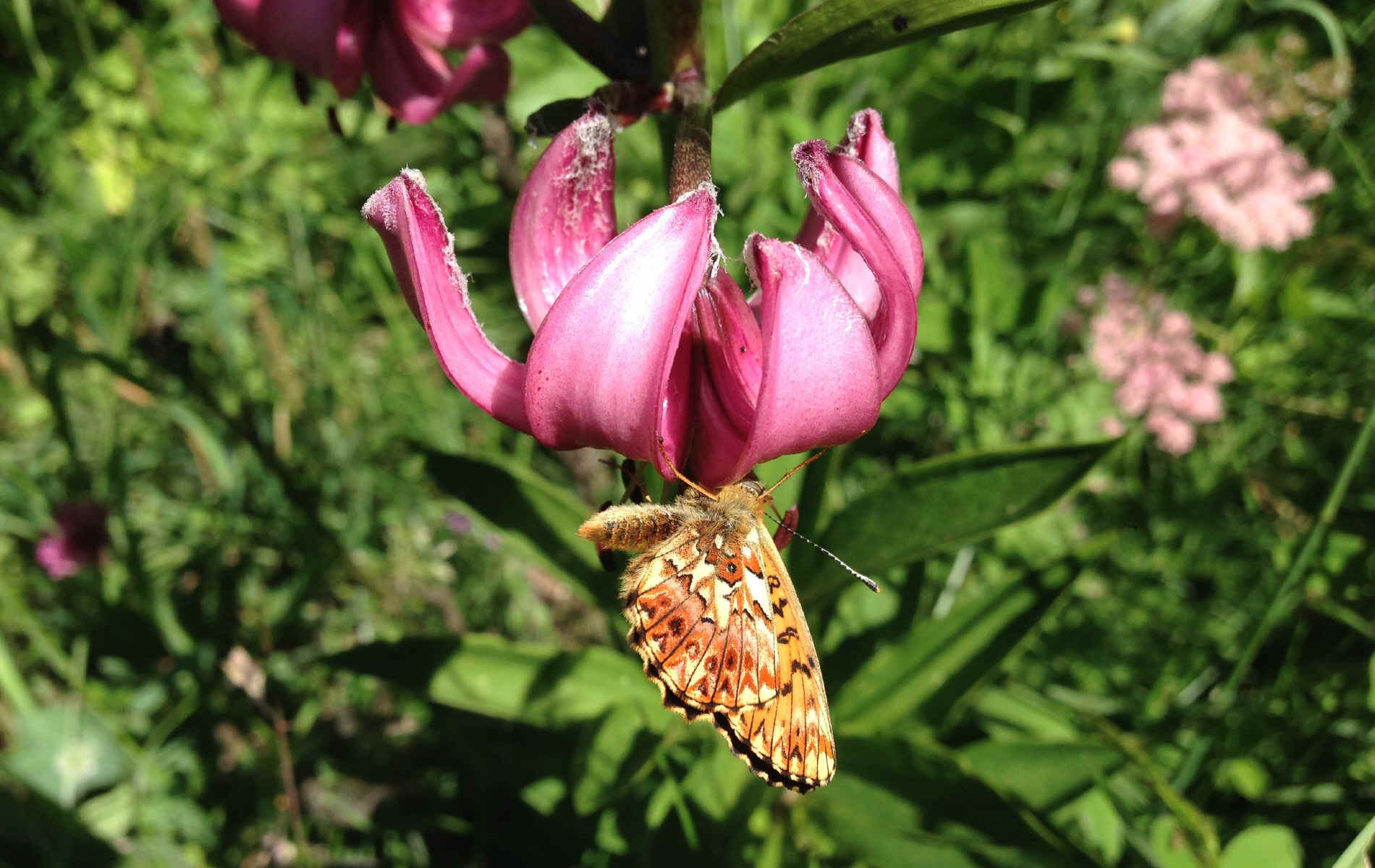  Rey (Ollomont) > Saint Rhémy en Bosses