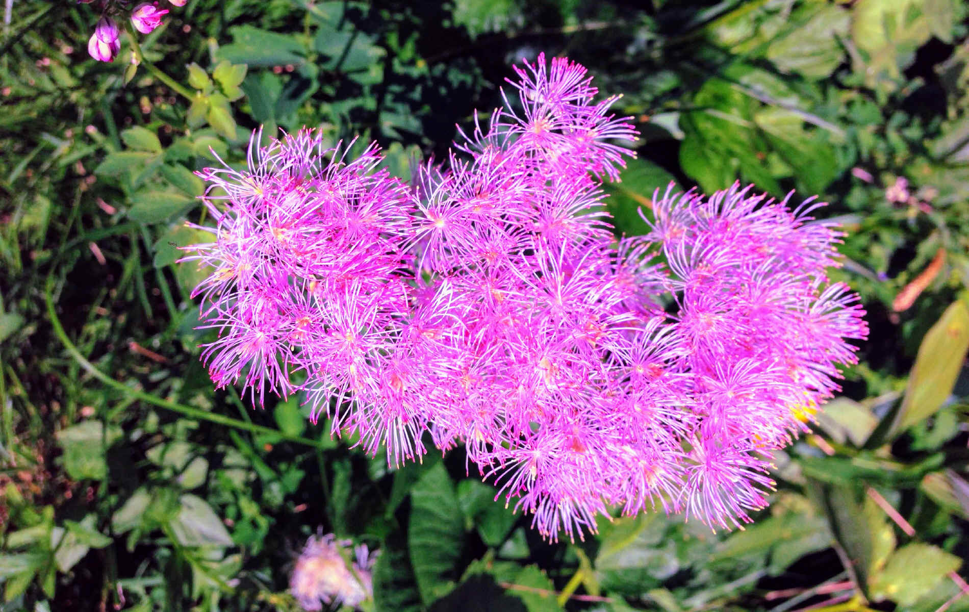  Rhèmes Notre Dame > Eaux Rousses