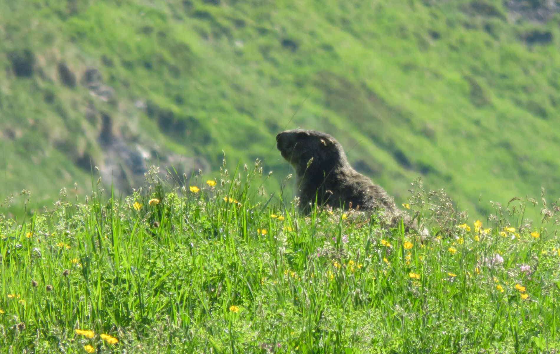  Gressoney-Saint-Jean > refuge Vieux Crest
