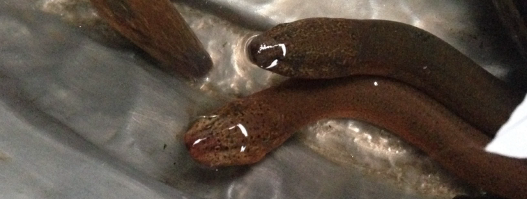 Vietnam du Nord au Sud