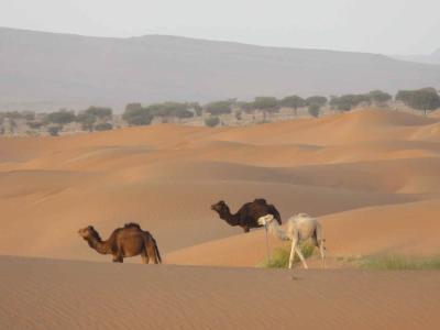 La vallée du Drâa