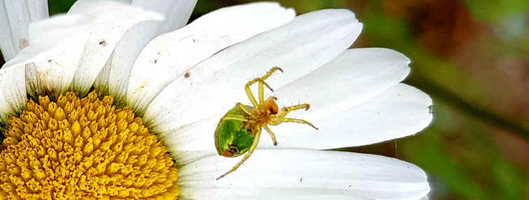 Hommage aux Origines