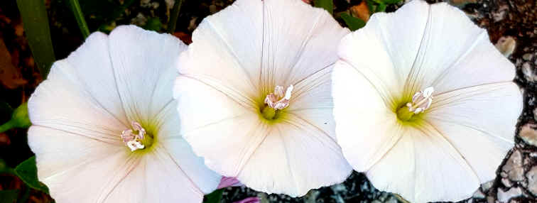 Hommage aux Origines