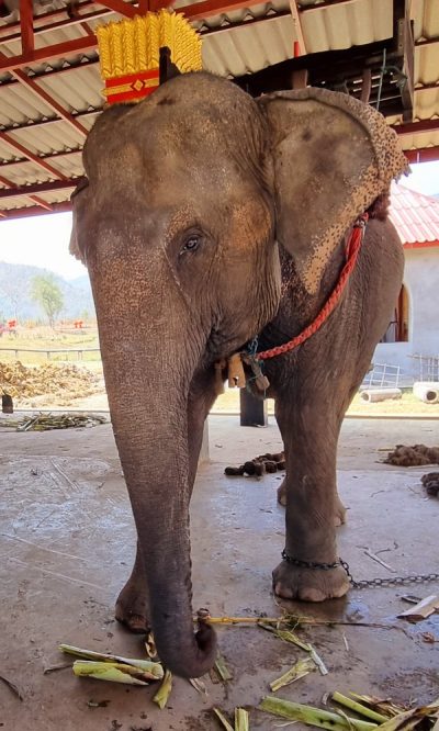 Cambodge et Laos — étape 11 : Luang Prabang