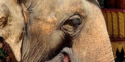 Cambodge et Laos — étape 11 : Luang Prabang