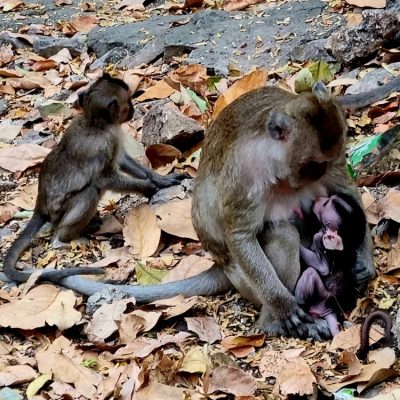 Cambodge et Laos — étape 3 : Battambang