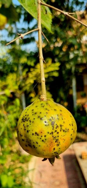 Cambodge et Laos — étape 3 : Battambang