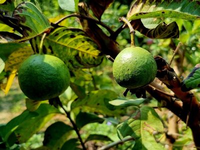 Cambodge et Laos — étape 3 : Battambang
