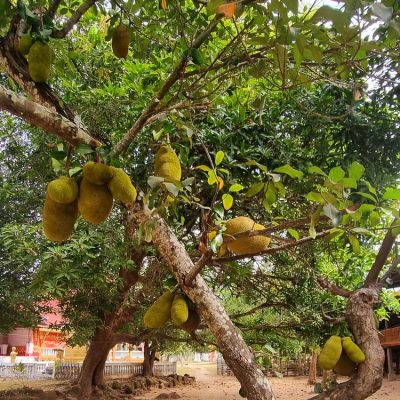 Cambodge et Laos — étape 7 : Laos -> Don Det