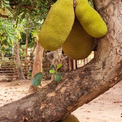 Cambodge et Laos — étape 7 : Laos -> Don Det