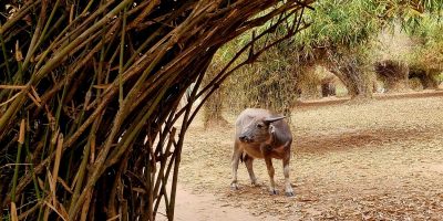 Cambodge et Laos — étape 7 : Laos -> Don Det