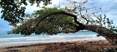 Costa Rica - Pura Vida ! — étape 1 : San Jose > Cahuita