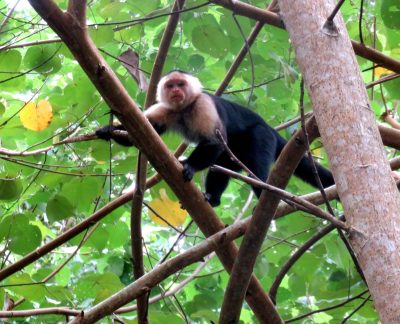 Costa Rica - Pura Vida ! — étape 1 : San Jose > Cahuita