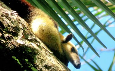 Costa Rica - Pura Vida ! — étape 10 : Corcovado (Drake Bay)
