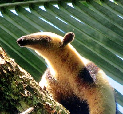 Costa Rica - Pura Vida ! — étape 10 : Corcovado (Drake Bay)