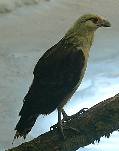 Costa Rica - Pura Vida ! — étape 10 : Corcovado (Drake Bay)