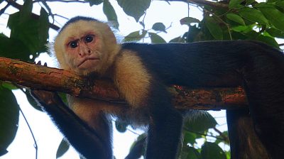 Costa Rica - Pura Vida ! — étape 11 : Drake Bay > Manuel Antonio > San José