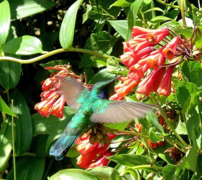 Costa Rica - Pura Vida ! — étape 13 : San Jose > Cartago
