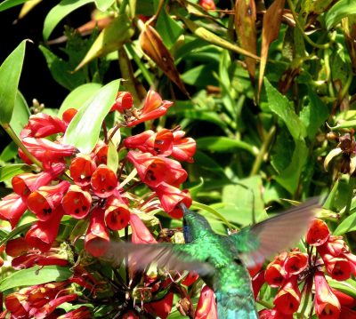 Costa Rica - Pura Vida ! — étape 13 : San Jose > Cartago