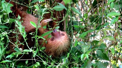 Costa Rica - Pura Vida ! — étape 2 : Cahuita > Tortuguero