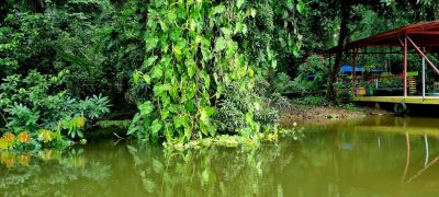 Costa Rica - Pura Vida ! — étape 2 : Cahuita > Tortuguero