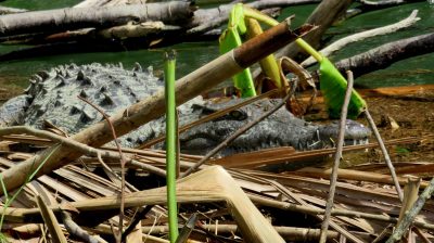 Costa Rica - Pura Vida ! — étape 2 : Cahuita > Tortuguero