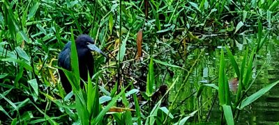 Costa Rica - Pura Vida ! — étape 2 : Cahuita > Tortuguero