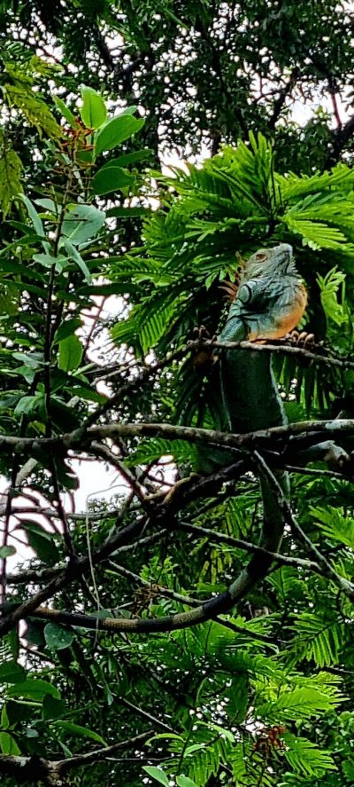Costa Rica - Pura Vida ! — étape 2 : Cahuita > Tortuguero
