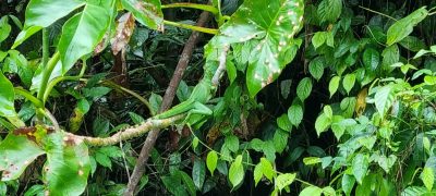 Costa Rica - Pura Vida ! — étape 2 : Cahuita > Tortuguero
