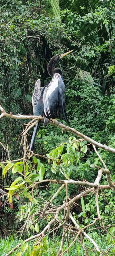 Costa Rica - Pura Vida ! — étape 2 : Cahuita > Tortuguero