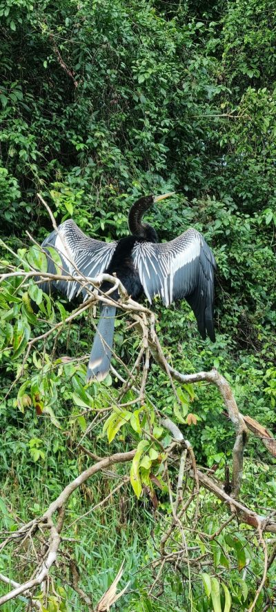 Costa Rica - Pura Vida ! — étape 2 : Cahuita > Tortuguero