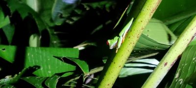 Costa Rica - Pura Vida ! — étape 2 : Cahuita > Tortuguero