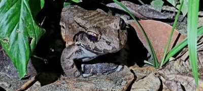Costa Rica - Pura Vida ! — étape 2 : Cahuita > Tortuguero
