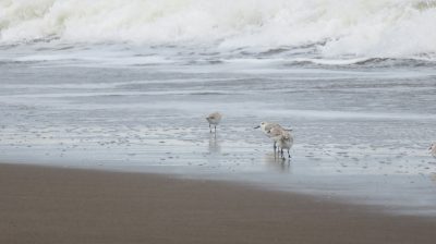 Costa Rica - Pura Vida ! — étape 2 : Cahuita > Tortuguero