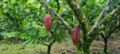 Costa Rica - Pura Vida ! — étape 3 : Tortuguero > La Fortuna