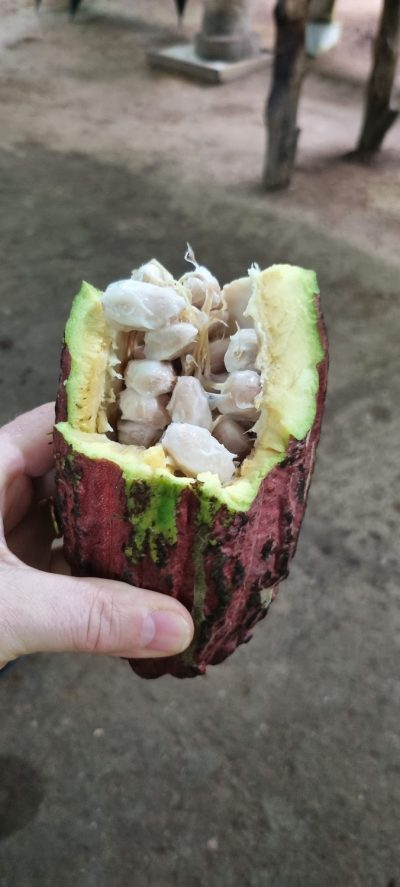 Costa Rica - Pura Vida ! — étape 3 : Tortuguero > La Fortuna