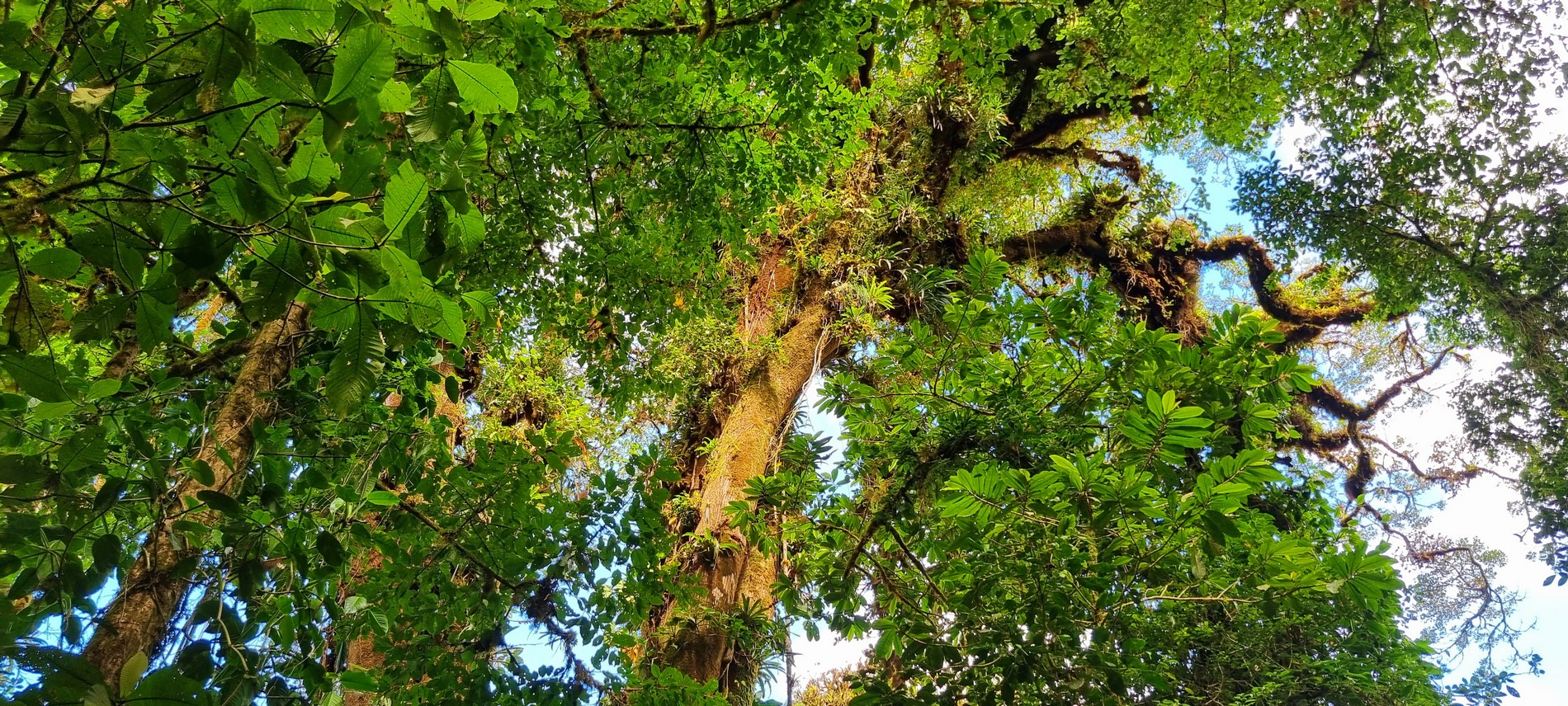 Costa Rica - Pura Vida ! — étape 5 : Monteverde
