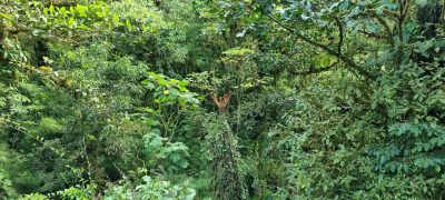 Costa Rica - Pura Vida ! — étape 5 : Monteverde