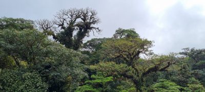 Costa Rica - Pura Vida ! — étape 5 : Monteverde