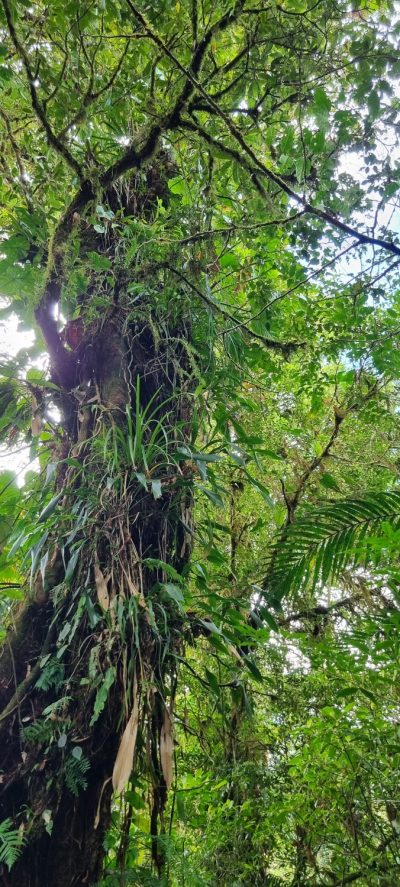 Costa Rica - Pura Vida ! — étape 5 : Monteverde