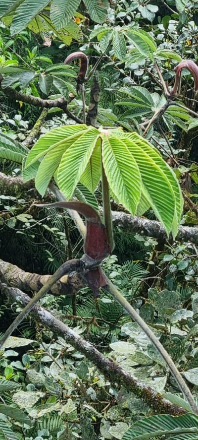 Costa Rica - Pura Vida ! — étape 5 : Monteverde