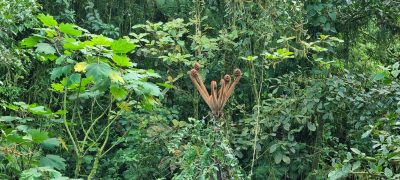 Costa Rica - Pura Vida ! — étape 5 : Monteverde