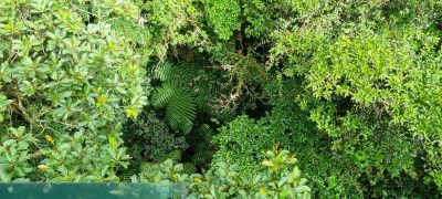 Costa Rica - Pura Vida ! — étape 5 : Monteverde