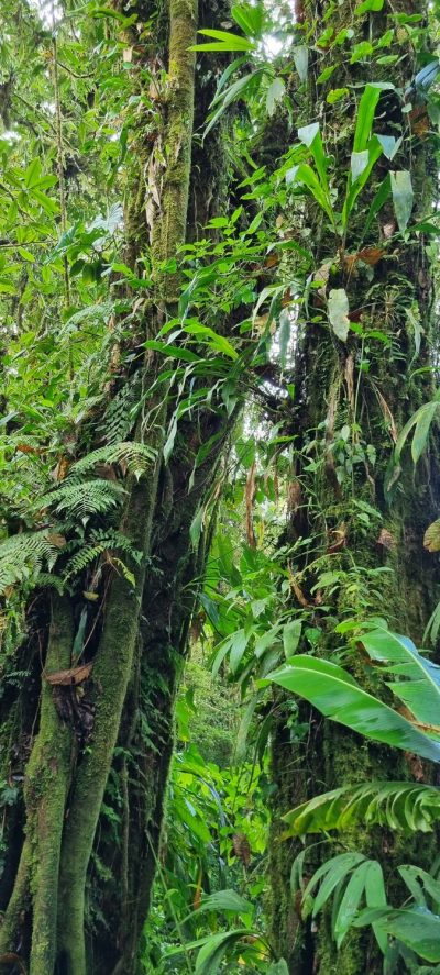 Costa Rica - Pura Vida ! — étape 5 : Monteverde