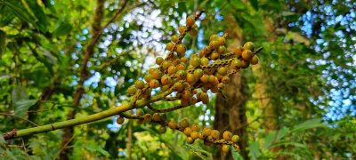 Costa Rica - Pura Vida ! — étape 5 : Monteverde