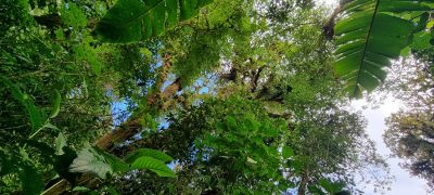 Costa Rica - Pura Vida ! — étape 5 : Monteverde