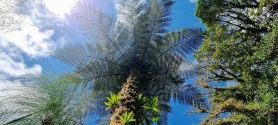 Costa Rica - Pura Vida ! — étape 5 : Monteverde