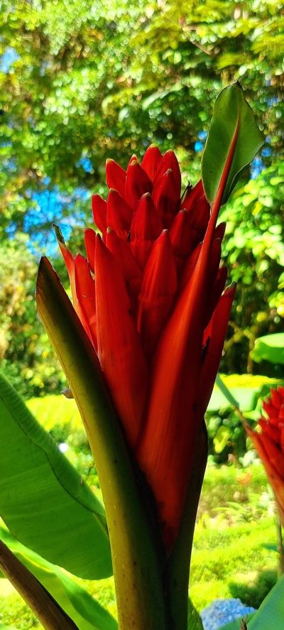 Costa Rica - Pura Vida ! — étape 5 : Monteverde