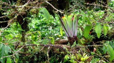 Costa Rica - Pura Vida ! — étape 5 : Monteverde