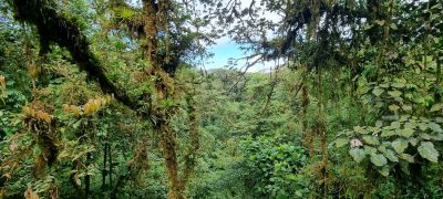 Costa Rica - Pura Vida ! — étape 5 : Monteverde